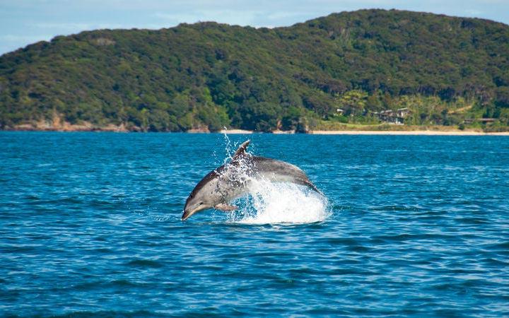 Scalo Bay of Islands
